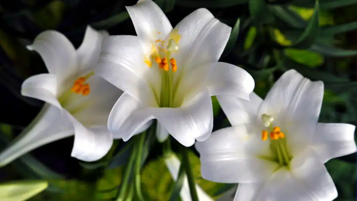 The Resurrection of Christ is the Foundation of Hope